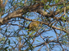 Ptilotula penicillata