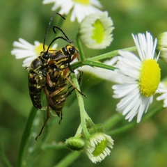 Typocerus