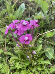 Pedicularis siphonantha