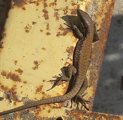 Phoenicolacerta laevis