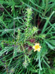 Cullumia setosa