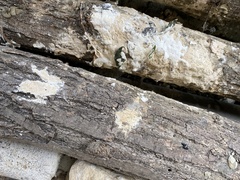 Athene noctua