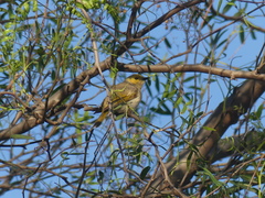 Ptilotula penicillata