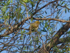 Ptilotula penicillata