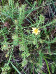 Cullumia setosa