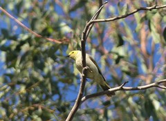 Ptilotula penicillata