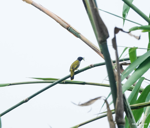 Black-headed Bulbul (Microtarsus melanocephalos), photo 7