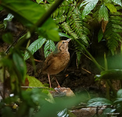 Hydrornis nipalensis