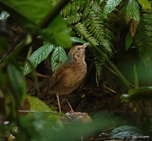 Brève à nuque bleue (Hydrornis nipalensis)