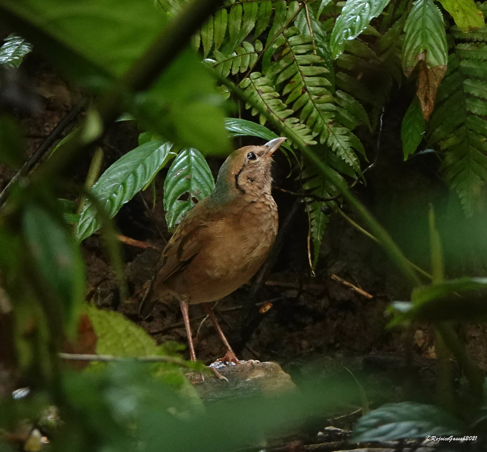 Blue-naped Pitta illustration