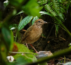 Hydrornis nipalensis