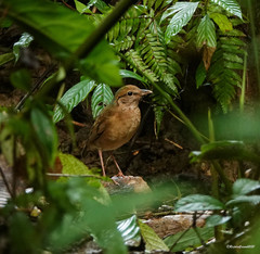 Hydrornis nipalensis
