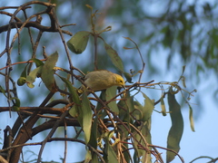 Ptilotula penicillata