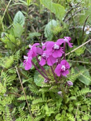 Pedicularis siphonantha