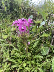 Pedicularis siphonantha