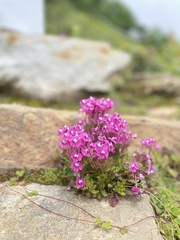 Pedicularis siphonantha