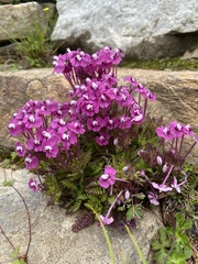 Pedicularis siphonantha