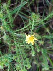 Cullumia setosa