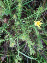 Cullumia setosa