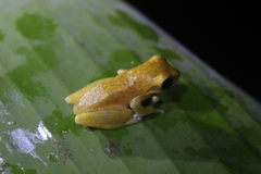 Chirixalus pantaiselatan