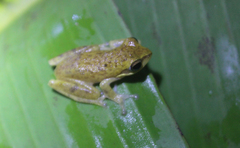 Chirixalus pantaiselatan