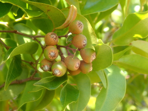 Leptolaena cuspidata
