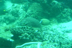 Acanthurus tristis