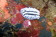 Phyllidiopsis gemmata