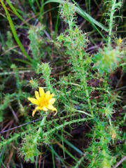 Cullumia setosa
