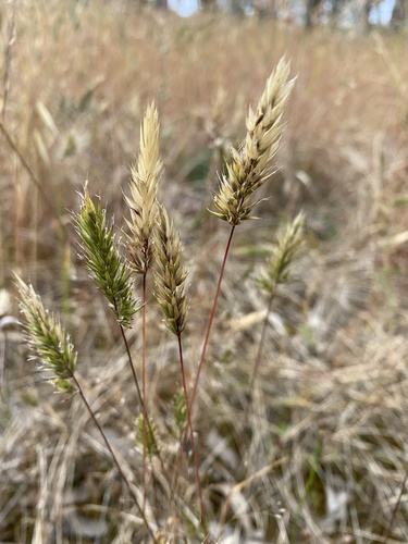 Kvapioji gardūnytė nuotrauka