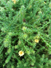 Cullumia setosa