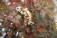 Goniobranchus geometricus