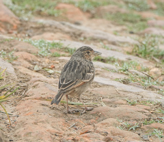 Mirafra assamica