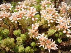 Sedum gracile