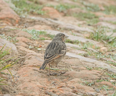 Mirafra assamica