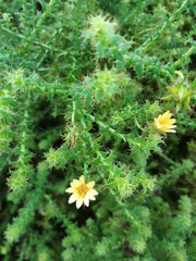 Cullumia setosa