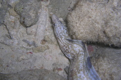 Gymnothorax richardsonii