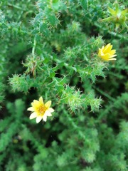Cullumia setosa