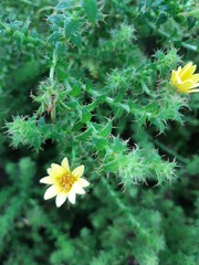 Cullumia setosa