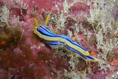 Chromodoris elisabethina