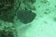 Calloplesiops altivelis