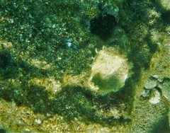 Spondylus gaederopus