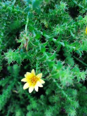 Cullumia setosa