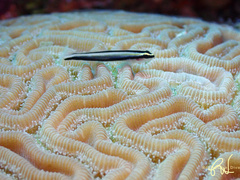 Elacatinus genie