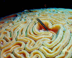 Elacatinus genie