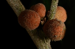 Aglaia tomentosa