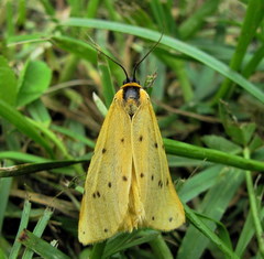 Setina irrorella