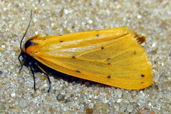 Setina irrorella