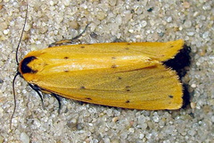 Setina irrorella