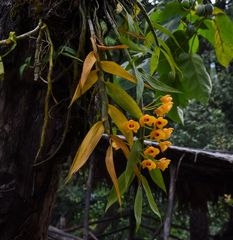 Dendrobium chrysanthum